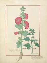 Illustration aus dem Buch der einfachen Heilmittel von Mattheaus Platearius 160v